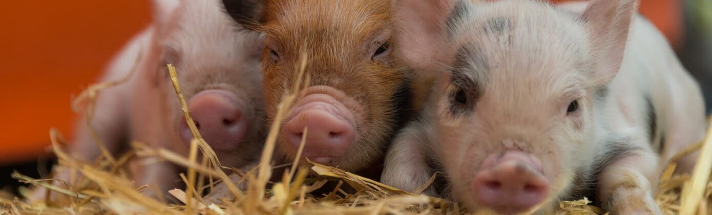 Longdown Activity Farm